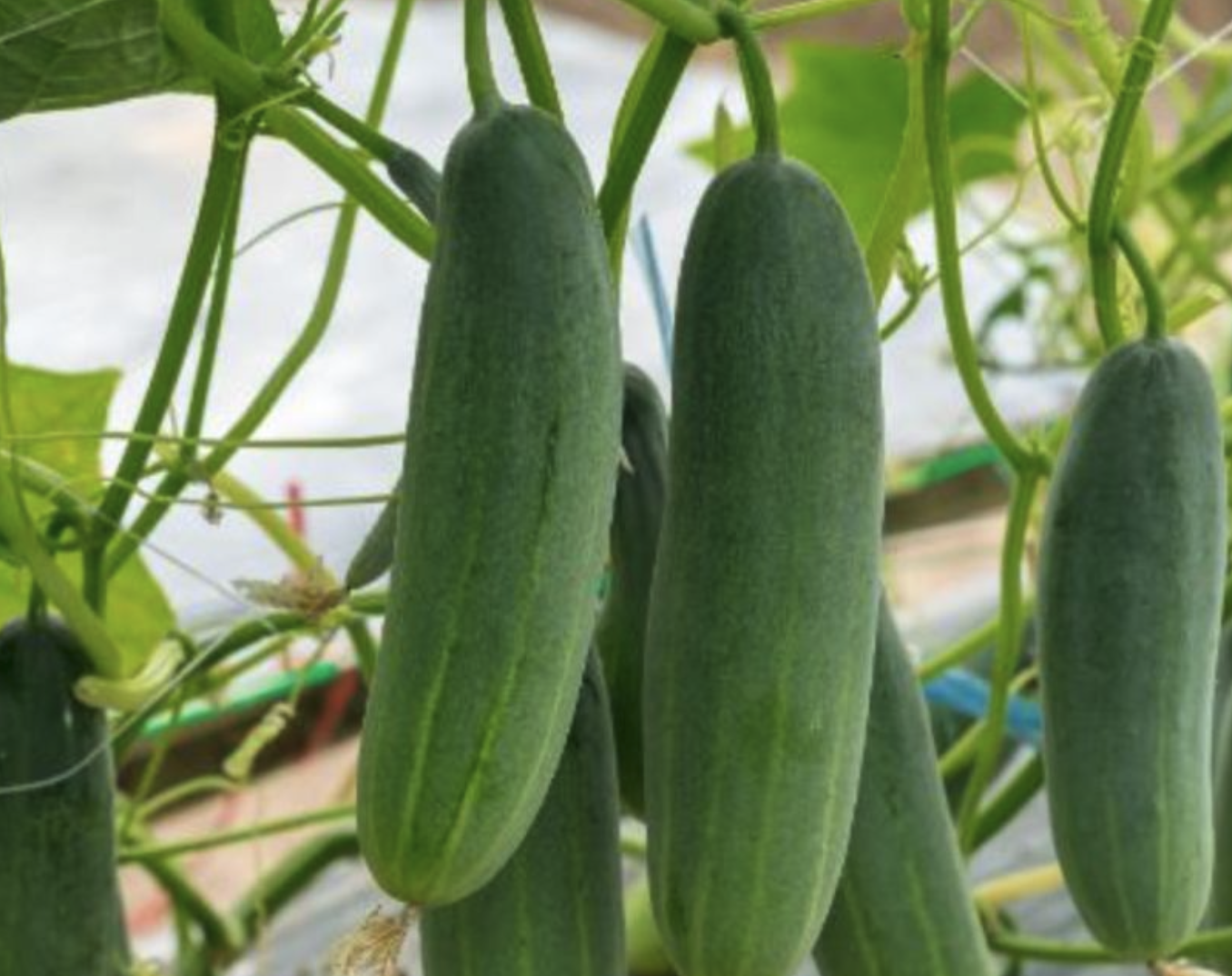 Never buy a cucumber again. Just follow these 6 tips for growing a plentiful cucumber crop