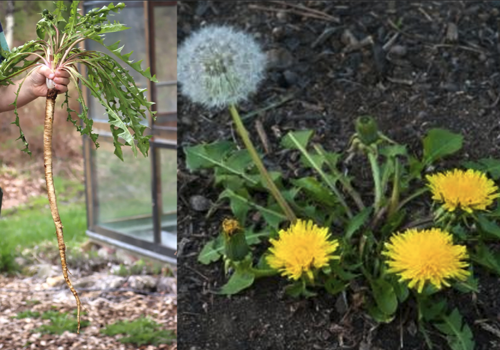 Why Dandelion Roots are the Most Important Part of the Plant