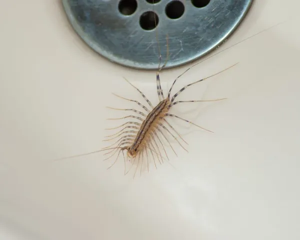 Here are the Reasons Why Not To Kill Centipedes If You Find One at Home