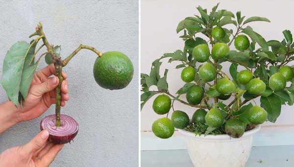 6 Tips for Growing Avocado in a Pot and for it to bear fruit