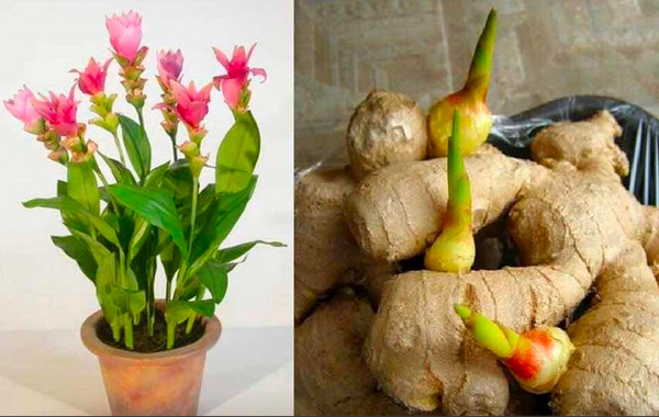 Secrets for planting ginger in a pot or your garden for endless supplies at home