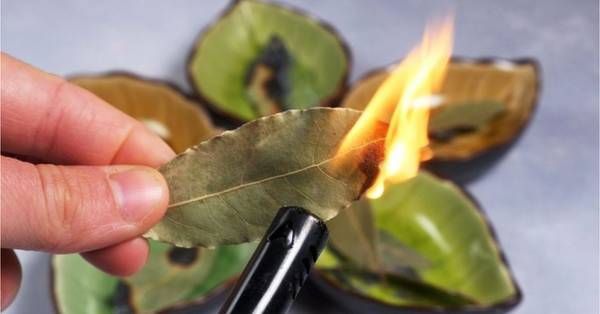 7 things that happen if you burn a bay leaf every night at home
